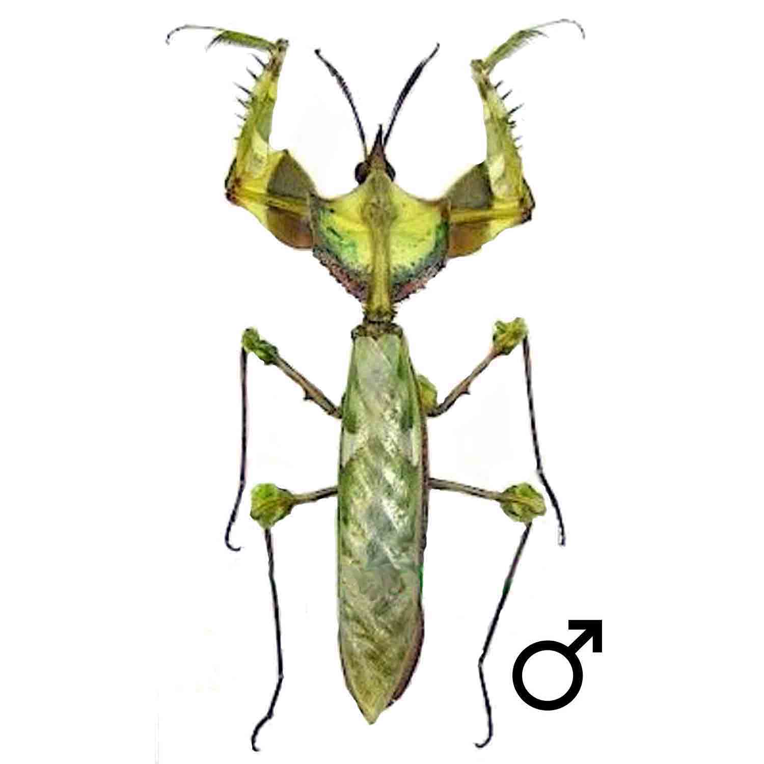 【希少プロモ盤！】PRAYING MANTIS /THIS TIME GIRL 希少プロモ盤！】PRAYING MANTIS /THIS TIME GIRL A Praying Mantis